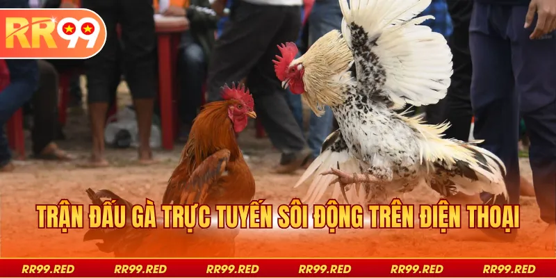 Trận đấu gà trực tuyến sôi động trên điện thoại